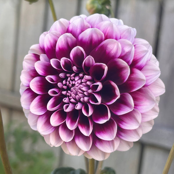 Belinda’s Bloomers Dahlia Seeds for Sale
