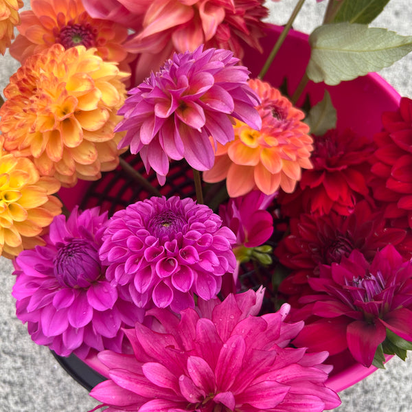 Heather - Purple Ball Dahlia