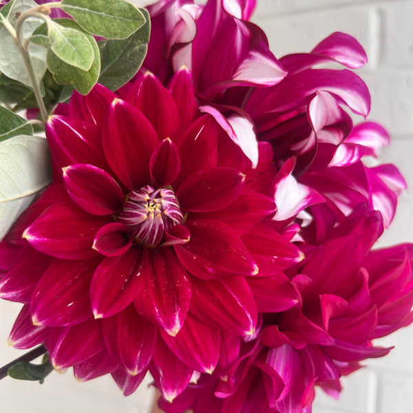 Maldini dahlia