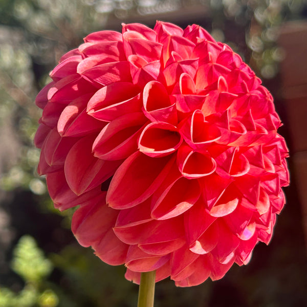 Snoho Jojo - Peachy Ball Dahlia