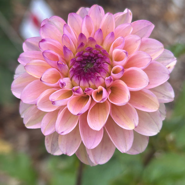 Belinda’s Bloomers Dahlia Seeds for Sale