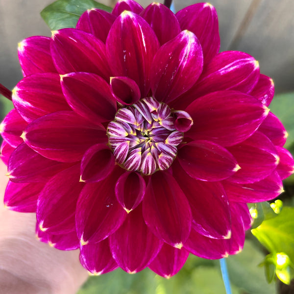 Maldini dahlia - dark purple with white tips