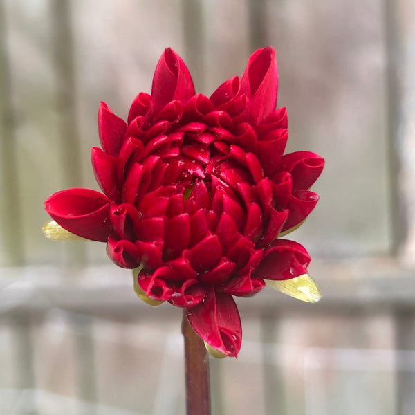 Viking - Red Ball Dahlia
