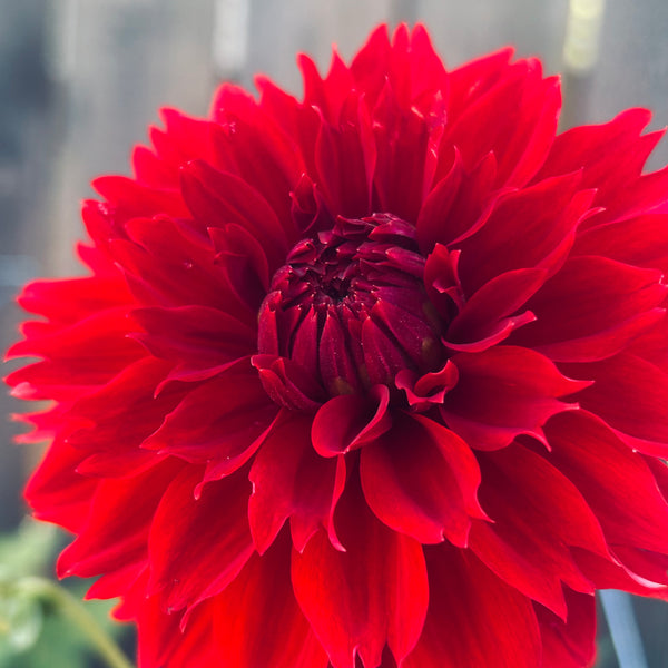 Belinda’s Bloomers Dahlia Seeds for Sale
