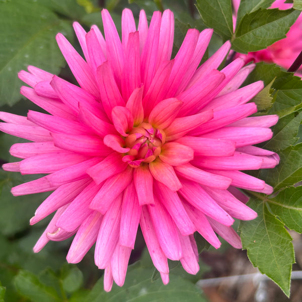 Pink Kerkrade dahlia