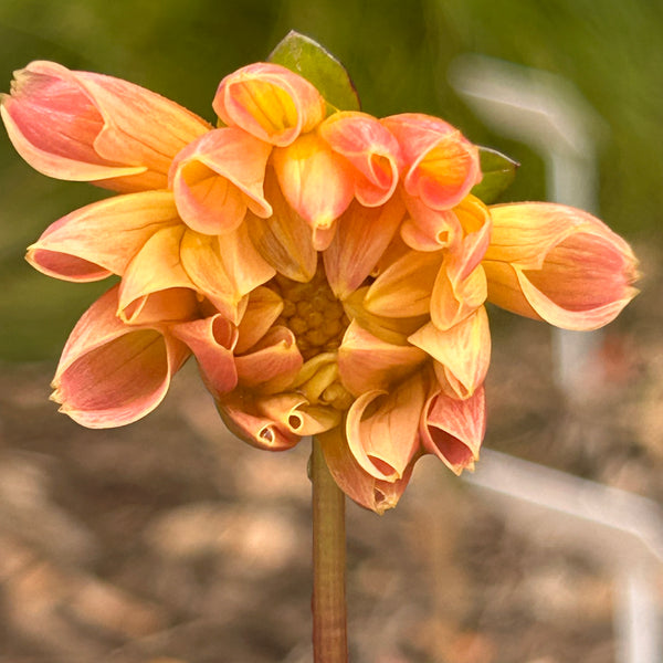 SW1 Seedling Dahlia 2025/26