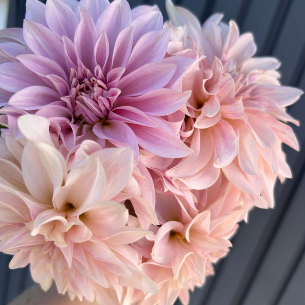 Cafe au Lait Dahlia