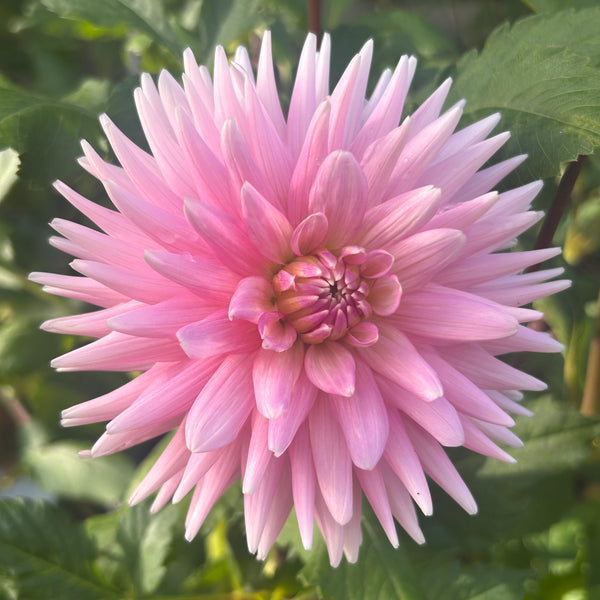 Park Princess dahlia