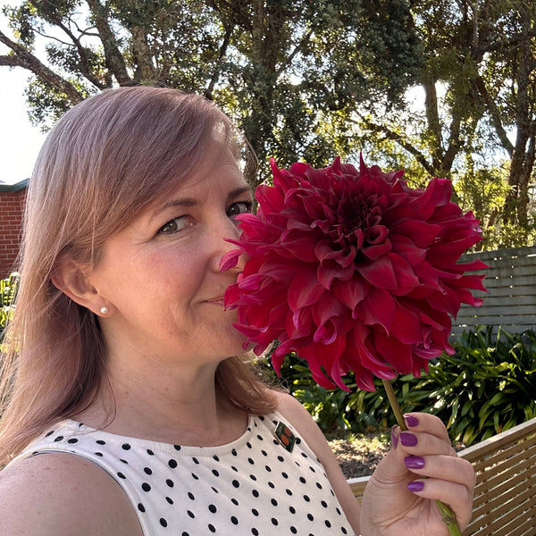 Spartacus - large velvety dark dahlia