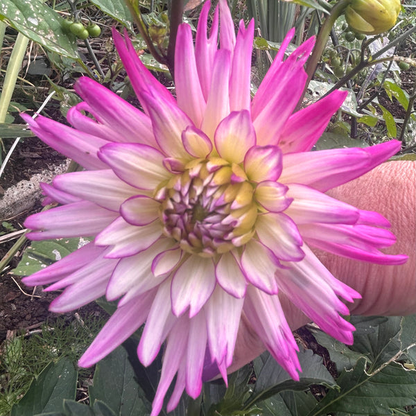 Mystery Pink dahlia