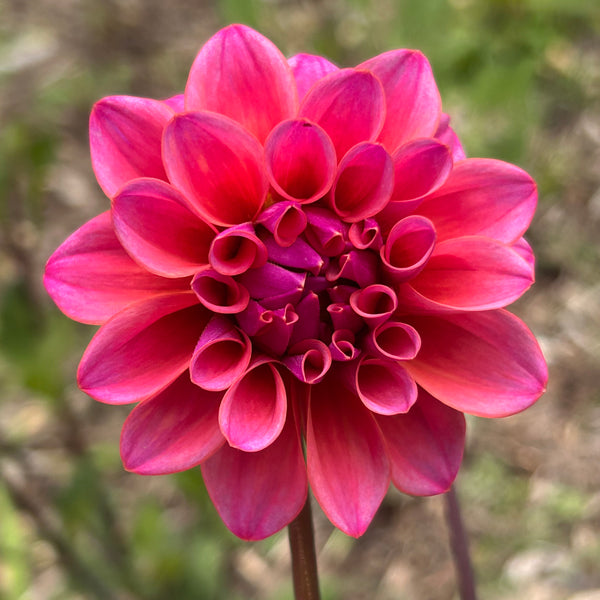 Belinda’s Bloomers Dahlia Seeds for Sale
