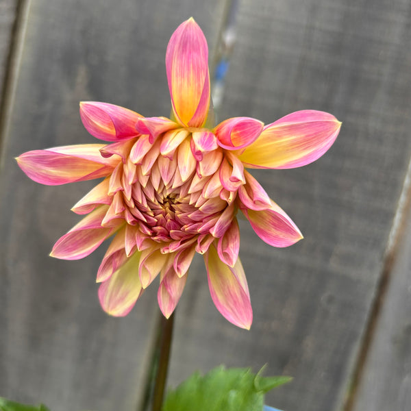 Cameo Peach (large pale pink Dahlia)