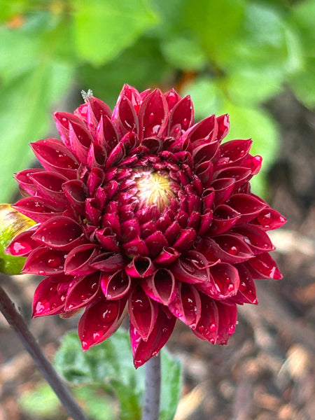 MW-B3 Seedling - dark burgundy Dahlia 2025/26