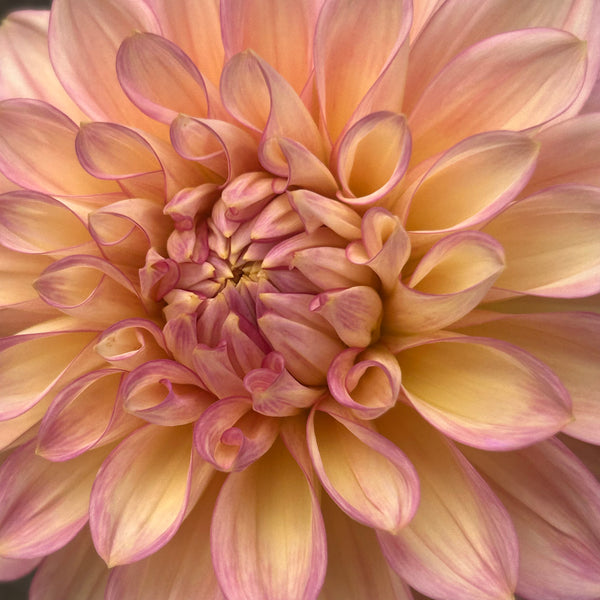 Cameo Peach (large pale pink Dahlia)