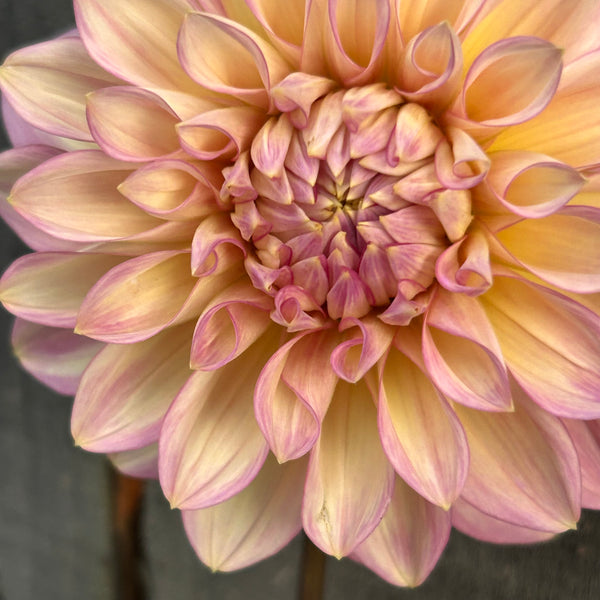 Cameo Peach (large pale pink Dahlia)