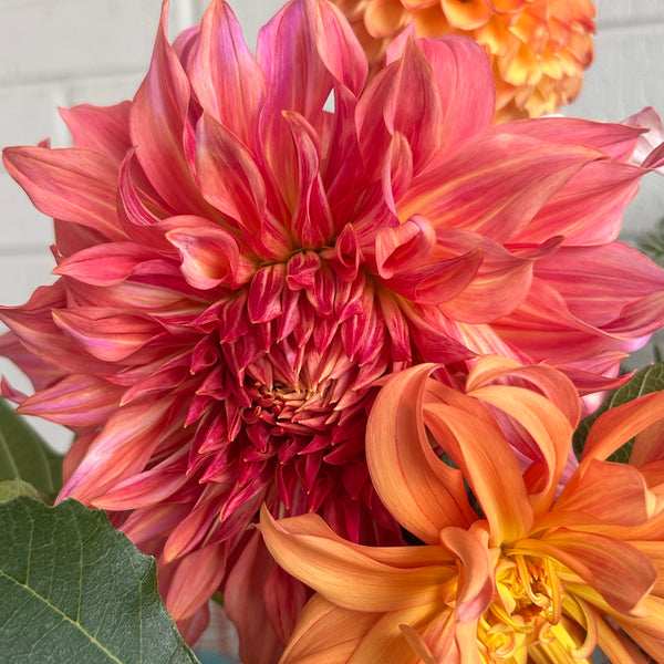Penhill Watermelon - giant pastel orange Dahlia