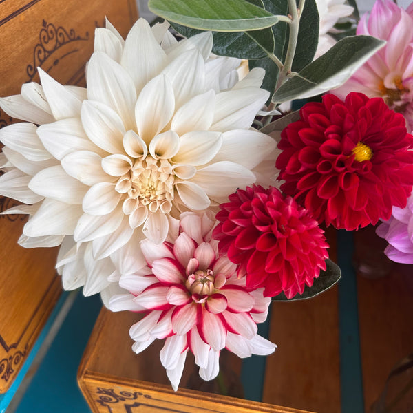 Viking dahlia