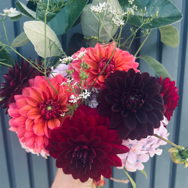 Dahlia Bouquet Subscription