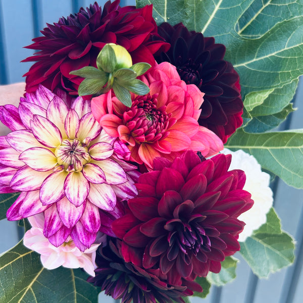 Dahlia Bouquet Subscription