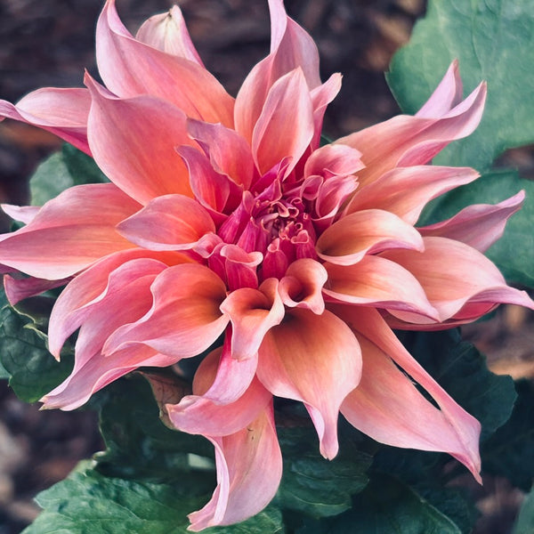 Labyrinth (peachy pink swirly Dahlia)