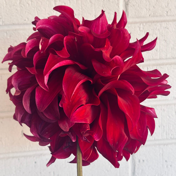 Spartacus - large velvety dark dahlia