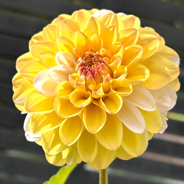 Double Jill - Yellow/White Dahlia