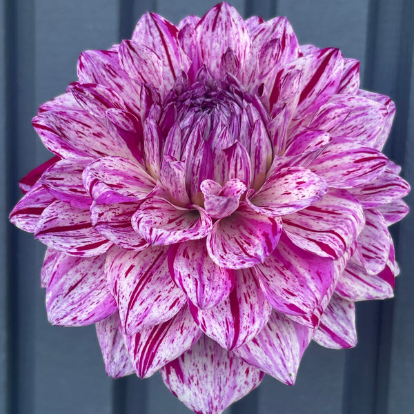 Santander dahlia