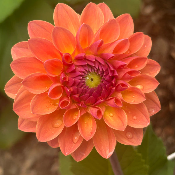 Orange Breeze Dahlia