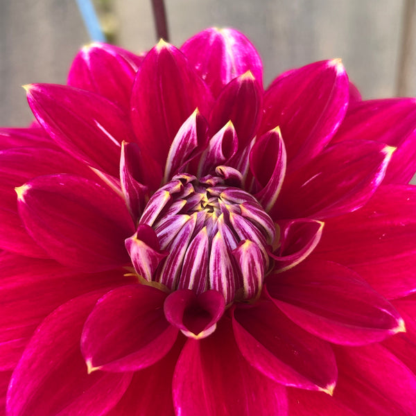 Maldini dahlia - dark purple with white tips