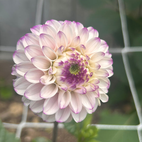 Genova (light purple and white Dahlia)