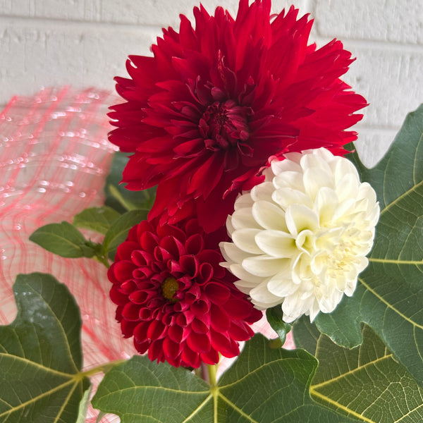 Viking - Red Ball Dahlia
