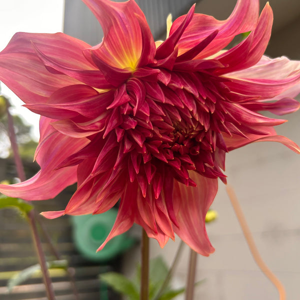 Penhill Watermelon - giant pastel orange Dahlia