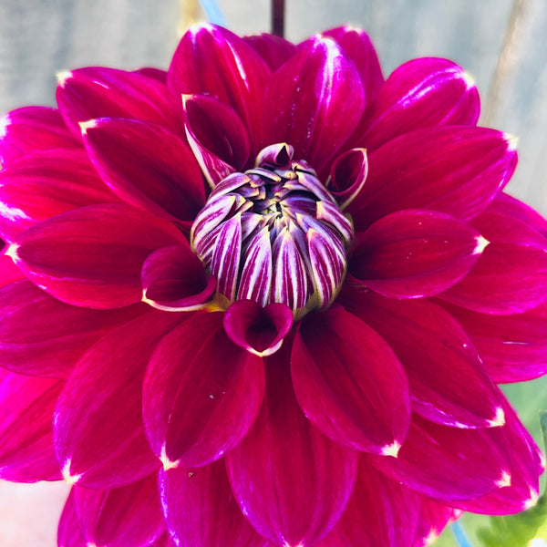 Maldini dahlia - dark purple with white tips