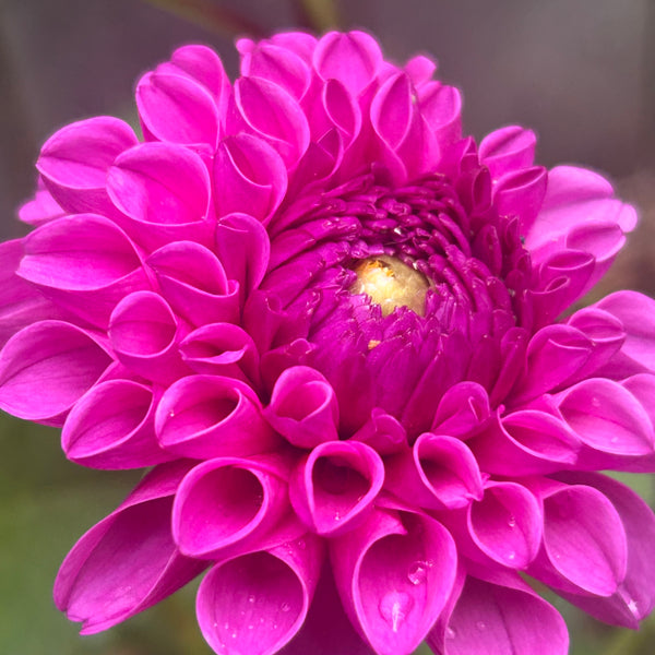 Heather - Purple Ball Dahlia