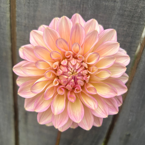 Cameo Peach (large pale pink Dahlia)