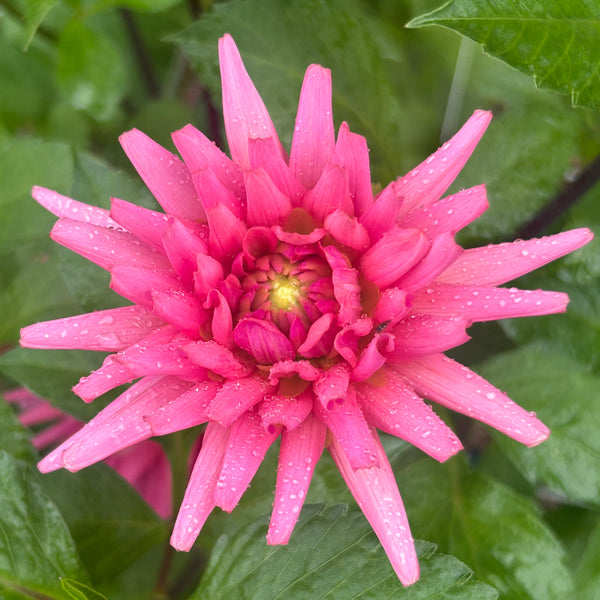 Pink Kerkrade dahlia