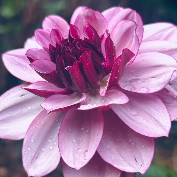 Creme de Cassis (Purple Dahlia)