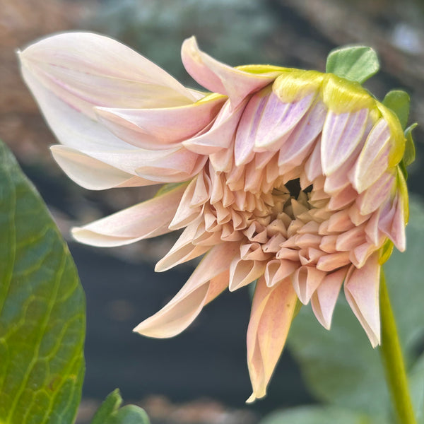 Cafe au Lait Dahlia