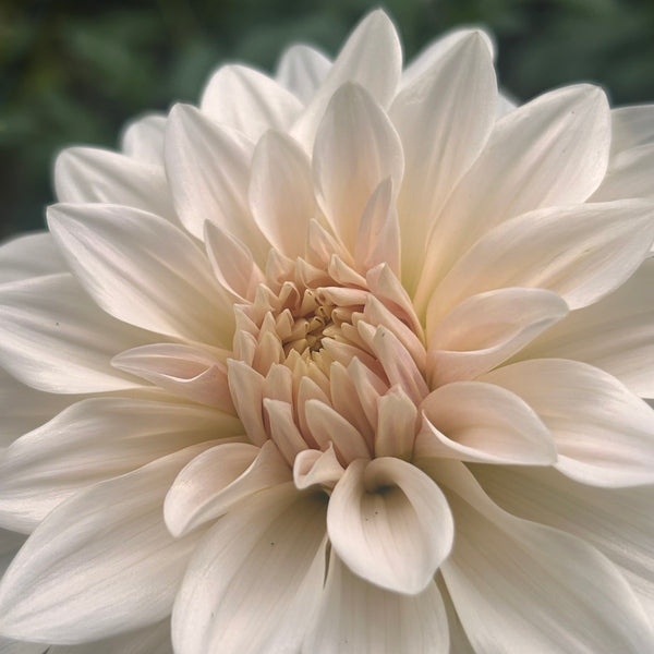Cafe au Lait (Cream Dahlia)
