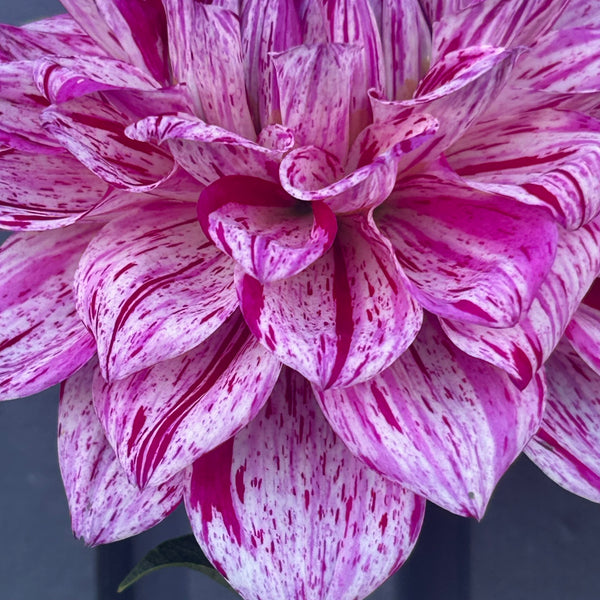 Santander dahlia