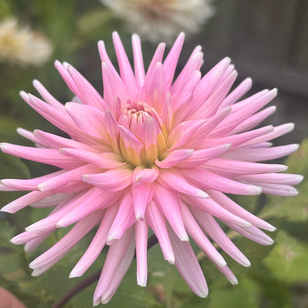Park Princess dahlia