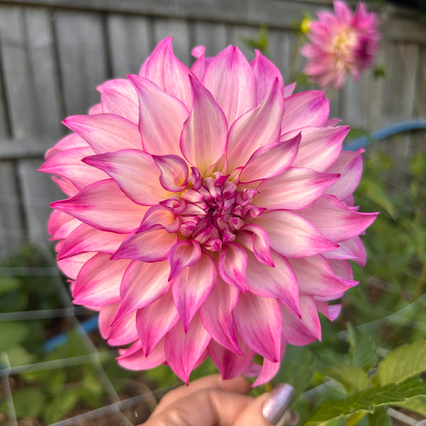 Colorado - pink frilly Dahlia