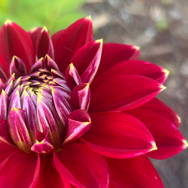 Mr Optimist dahlia