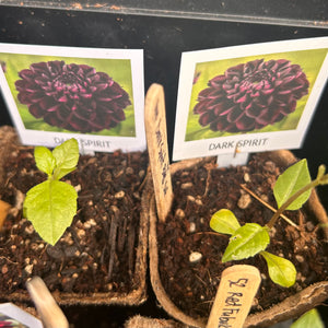 Dark Spirit Dahlia