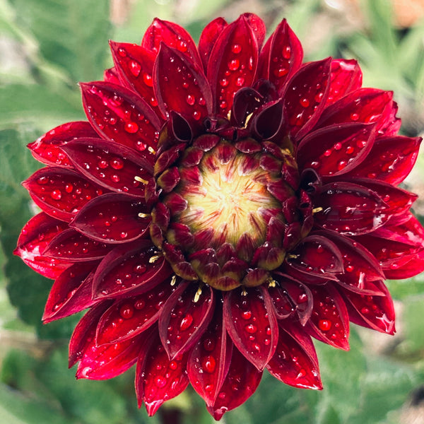 MW-B3 Seedling - dark burgundy Dahlia 2025/26