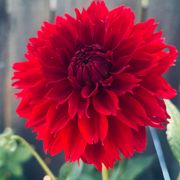 Red Fubuki Dahlia