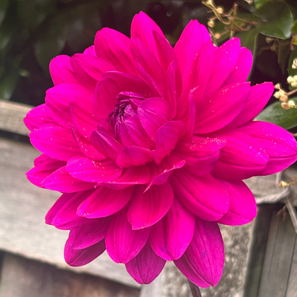 GH Lammerse - Hot Pink Dahlia