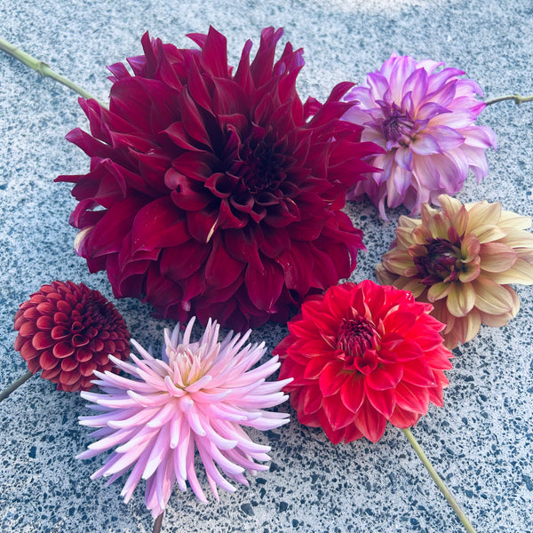Spartacus - large velvety dark dahlia