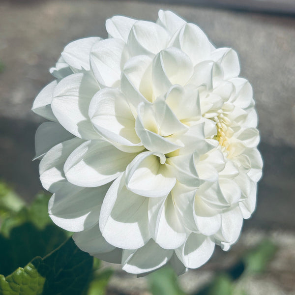 Boom Boom White Dahlia