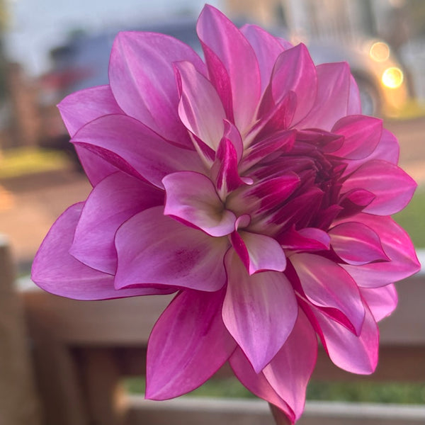MW-A1 Cassis-esque Seedling Dahlia - Maxwelton's 1st year seedling